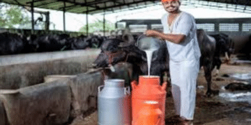 Odisha dairy farmer incentives