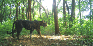Similipal tiger census