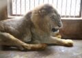Nandankanan Zoo lion death
