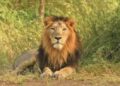 Gujarat Lion Population 2025