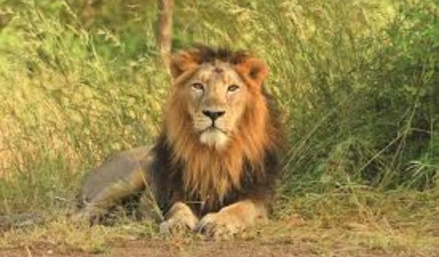 Gujarat Lion Population 2025