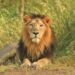 Gujarat Lion Population 2025