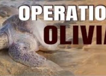 Operation Olivia