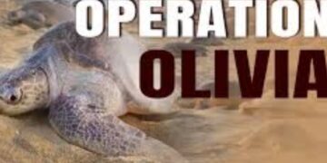 Operation Olivia