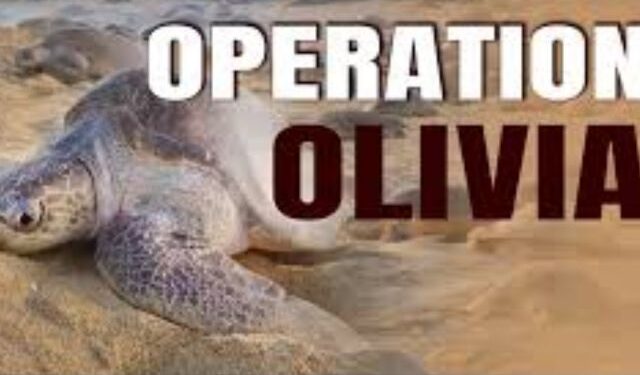 Operation Olivia