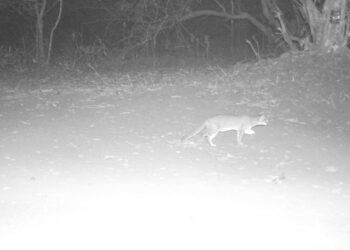 Meet the World’s Smallest Wild Cat at Kawal Tiger Reserve in Telangana