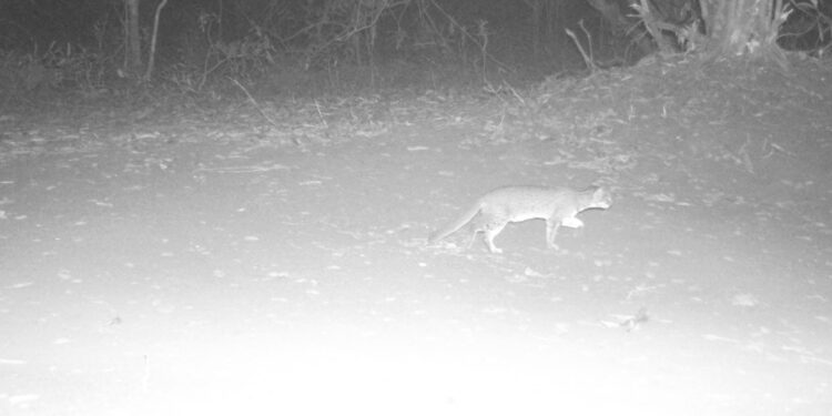 Meet the World’s Smallest Wild Cat at Kawal Tiger Reserve in Telangana