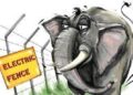 Elephant electrocuted