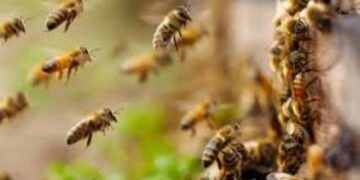 Kendrapara bee attack