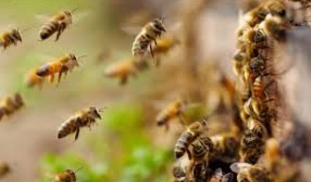 Kendrapara bee attack