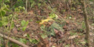 Keonjhar Elephant Attack