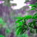 Odisha monsoon forecast