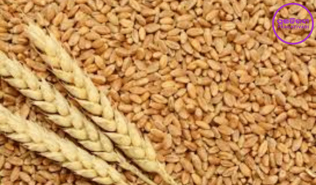wheat stock limits India
