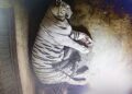 White Tiger Cub Death Nandankanan