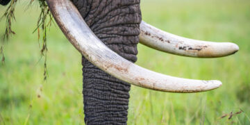 Elephant tusks