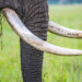 Elephant tusks