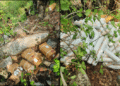 Maoist-looted explosives recovery