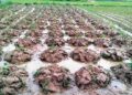 Balasore floods