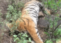 Tiger deaths in M.M. Hills
