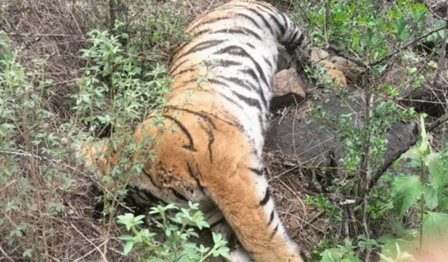 Tiger deaths in M.M. Hills