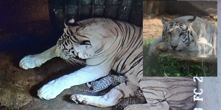 White tigress