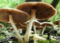poisonous mushroom