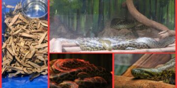 Yellow Anaconda Hatchlings