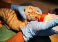 Tiger Cubs Intensive Care