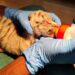 Tiger Cubs Intensive Care