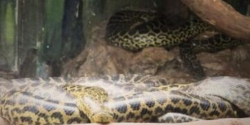 Yellow Anaconda Birth at Nandankanan Zoo
