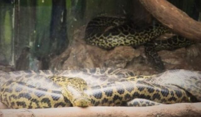 Yellow Anaconda Birth at Nandankanan Zoo
