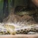 Yellow Anaconda Birth at Nandankanan Zoo