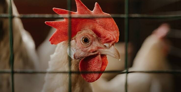 Bird flu
