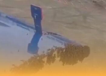 IndiGo flight bee swarm delay