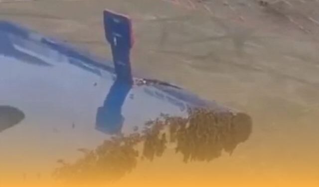 IndiGo flight bee swarm delay