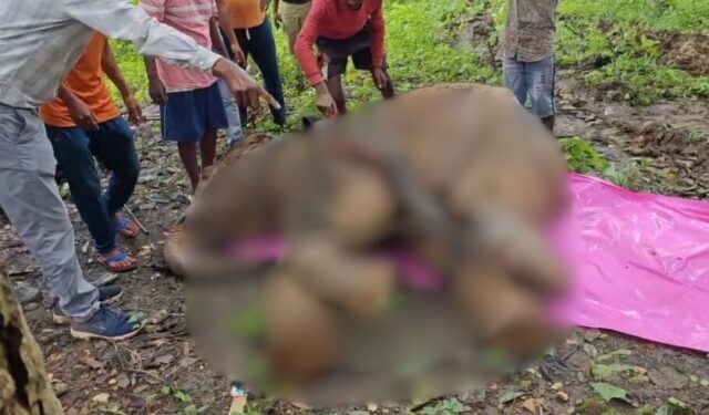 Baby Elephant Maoist Landmine