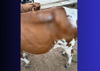Acid attack on cows in Berhampur