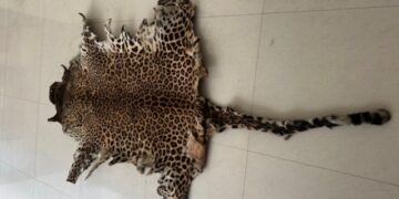 Leopard skin seizure in Bhubaneswar