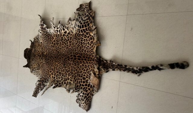 Leopard skin seizure in Bhubaneswar