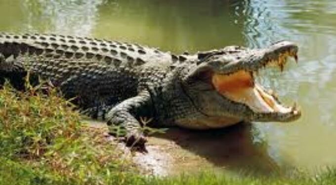 Crocodile Rescue in Kendrapara