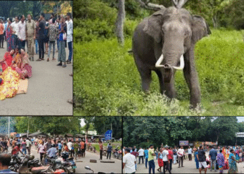 Elephant attack in Hindol