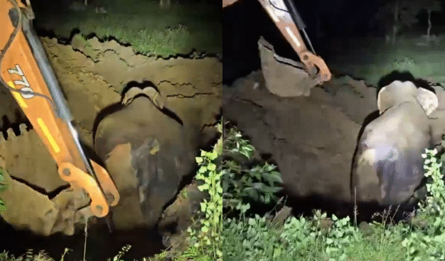 Elephant rescue in Sundargarh