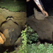 Elephant rescue in Sundargarh