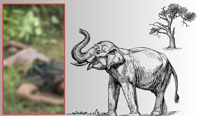 Elephant attack in Odisha 2025