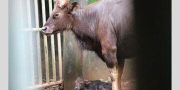 Gaur calf birth Nandankanan Zoo
