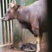 Gaur calf birth Nandankanan Zoo