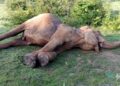 Elephant death near Saharagoda