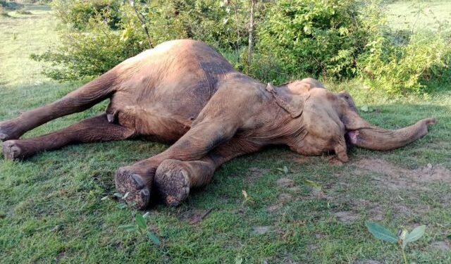Elephant death near Saharagoda
