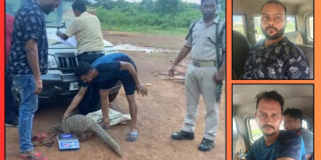 Pangolin Trafficking