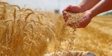 Wheat distribution Odisha July 2025